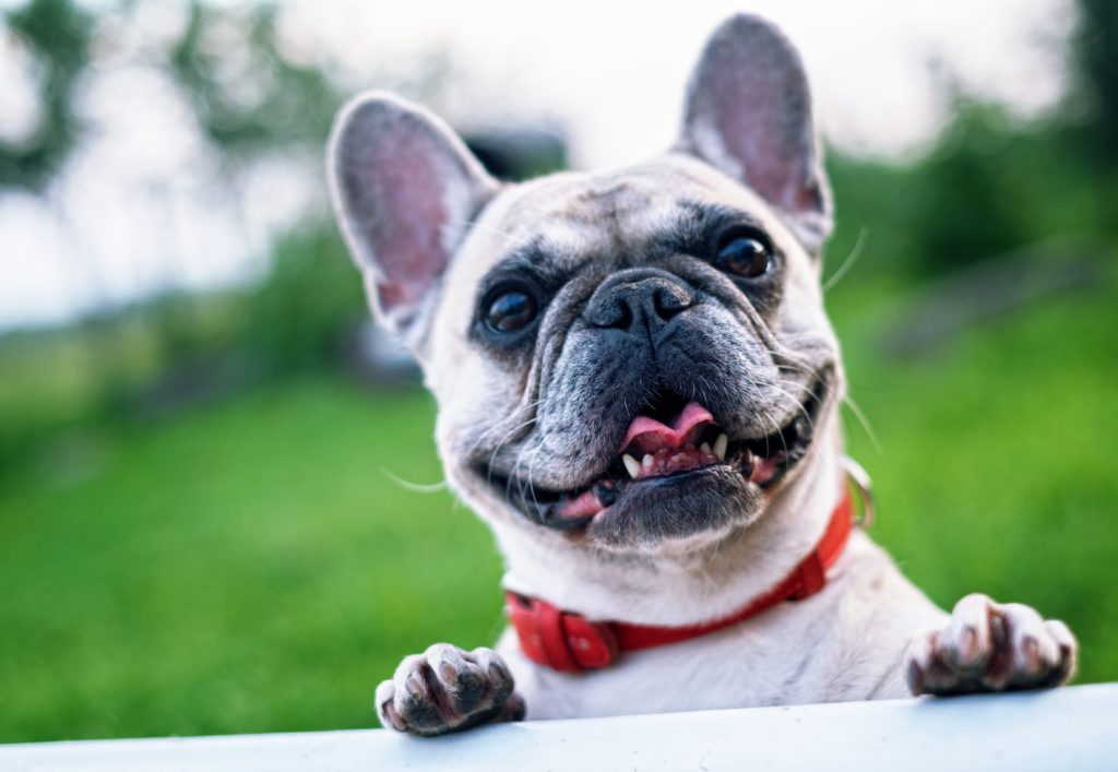 small dog with pointed ear outside