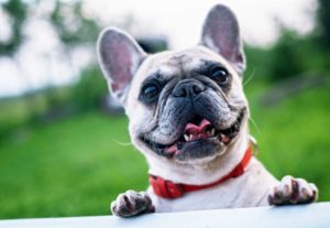 small dog with pointed ear outside